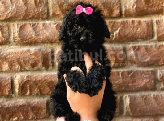 Veteriner Teknikerinden Black Toy Poodle Yavrularımız  görsel