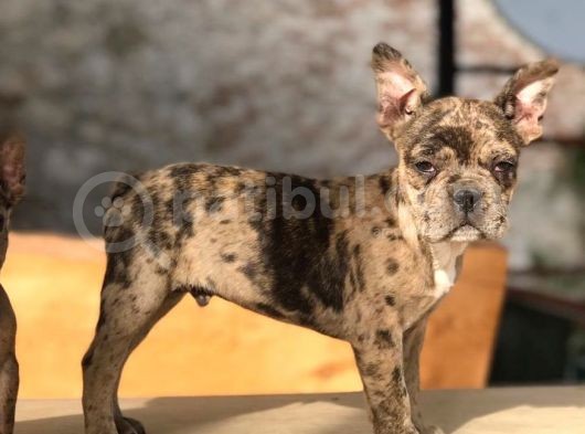 3.5 Aylık Merle French Bulldog Yavrumuz görsel