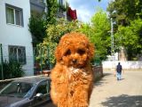 Orijinal Renk Safkan Red Brown Toy Poodle Kızımız Nutella
