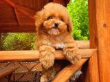 Orijinal Renk Safkan Red Brown Toy Poodle Kızımız Nutella
