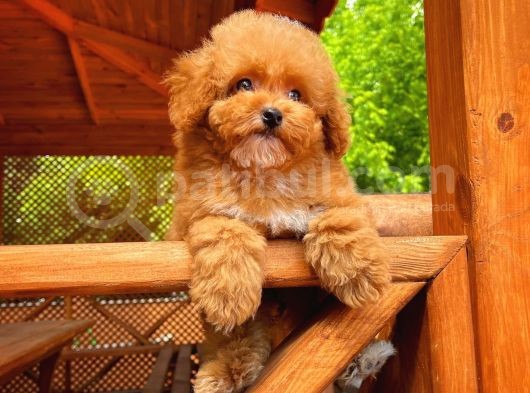 Orijinal Renk Safkan Red Brown Toy Poodle Kızımız Nutella görsel