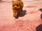 Orijinal Renk Safkan Red Brown Toy Poodle Kızımız Nutella