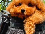 Orijinal Renk Safkan Red Brown Toy Poodle Kızımız Krema