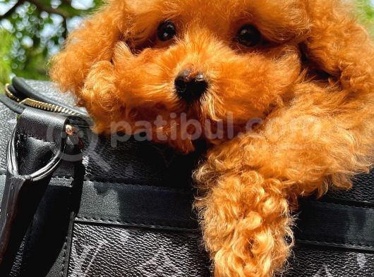 Orijinal Renk Safkan Red Brown Toy Poodle Kızımız Krema görsel