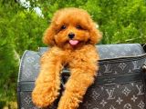 Orijinal Renk Safkan Red Brown Toy Poodle Kızımız Krema
