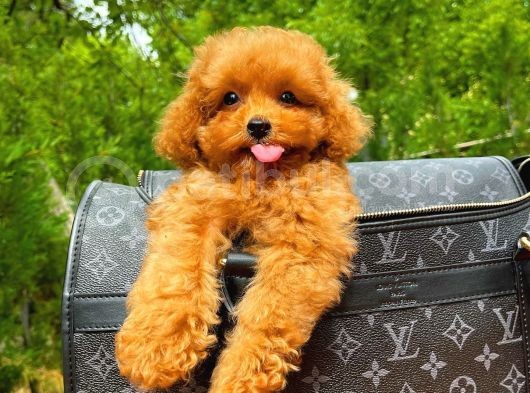 Orijinal Renk Safkan Red Brown Toy Poodle Kızımız Krema görsel