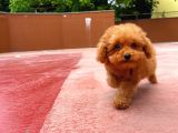 Orijinal Renk Safkan Red Brown Toy Poodle Kızımız Krema
