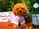 Orijinal Renk Safkan Red Brown Toy Poodle Kızımız Krema