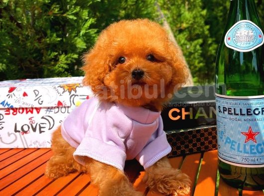 Orijinal Renk Safkan Red Brown Toy Poodle Kızımız Krema görsel