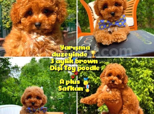 Orijinal Renk Safkan Red Brown Toy Poodle Kızımız Krema