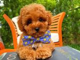 Orijinal Renk Safkan Red Brown Toy Poodle Kızımız Krema