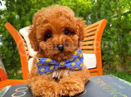 Orijinal Renk Safkan Red Brown Toy Poodle Kızımız Krema görsel