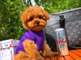 Orijinal Renk Safkan Red Brown Toy Poodle Kızımız Krema