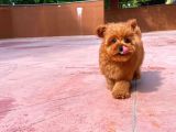 Orijinal Renk Safkan Red Brown Toy Poodle Kızımız Krema