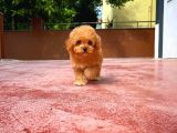 Orijinal Renk Safkan Red Brown Toy Poodle Oğlumuz Kakao
