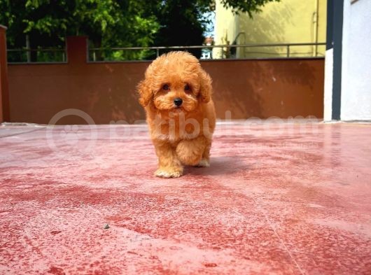 Orijinal Renk Safkan Red Brown Toy Poodle Oğlumuz Kakao görsel
