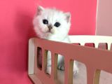 Safkan Irk Garantili Scottish Straight Shorthair Silver Shaded Erkek