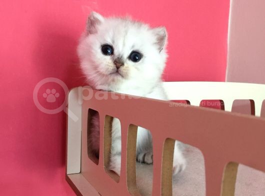 Safkan Irk Garantili Scottish Straight Shorthair Silver Shaded Erkek görsel