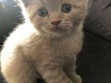 Erkek 2 Aylık Yavrumuz Scottish Fold Yeni Ailesini Arıyor