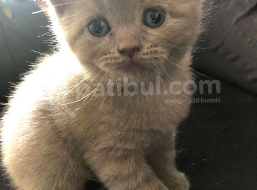 Erkek 2 Aylık Yavrumuz Scottish Fold Yeni Ailesini Arıyor görsel