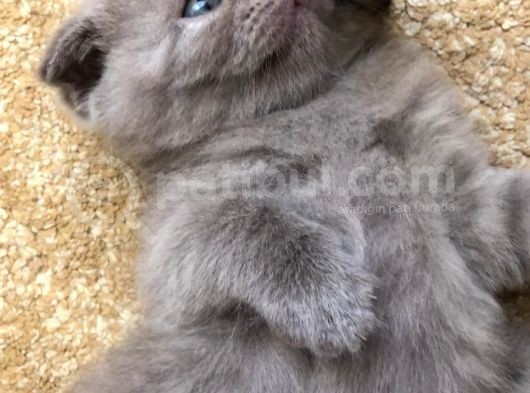 Erkek 2 Aylık Yavrumuz Scottish Fold Yeni Ailesini Arıyor