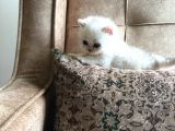 Irk Garantili Scottish Straight Shorthair Silver Shaded