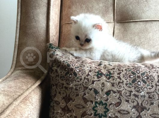 Irk Garantili Scottish Straight Shorthair Silver Shaded görsel