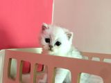 Safkan Irk Garantili Scottish Straight Shorthair Silver Shaded