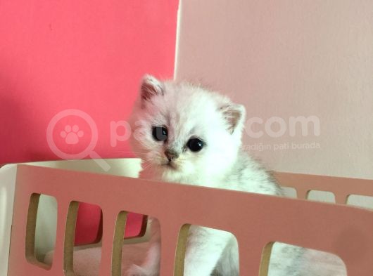 Safkan Irk Garantili Scottish Straight Shorthair Silver Shaded görsel