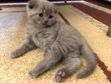 Erkek 2 Aylık Yavrumuz Scottish Fold Yeni Ailesini Arıyor