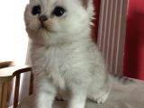 Safkan Irk Garantili Scottish Straight Shorthair Silver Shaded