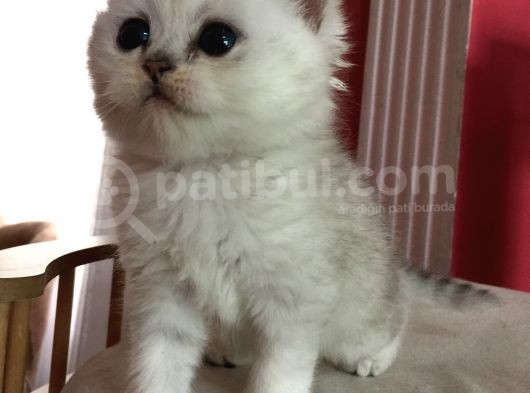 Safkan Irk Garantili Scottish Straight Shorthair Silver Shaded görsel