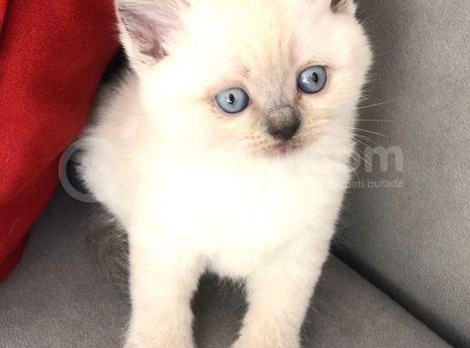 Safkan Erkek Blue Point British Shorthair Yavru