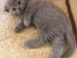 Erkek 2 Aylık Yavrumuz Scottish Fold Yeni Ailesini Arıyor