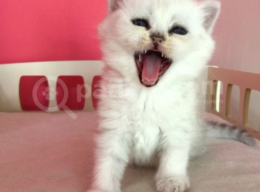 Safkan Irk Garantili Scottish Straight Shorthair Silver Shaded