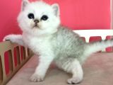 Safkan Irk Garantili Scottish Straight Shorthair Silver Shaded