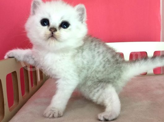 Safkan Irk Garantili Scottish Straight Shorthair Silver Shaded görsel