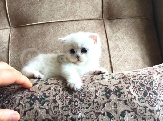 Irk Garantili Scottish Straight Shorthair Silver Shaded