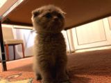 Scottish Fold Yavru 2 Aylık