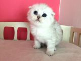 Safkan Irk Garantili Scottish Fold Shorthair Silver Shaded
