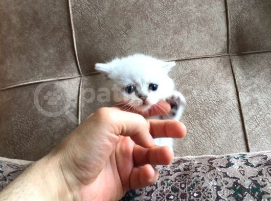 Irk Garantili Scottish Straight Shorthair Silver Shaded görsel