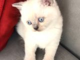 Safkan Erkek Blue Point British Shorthair Yavru