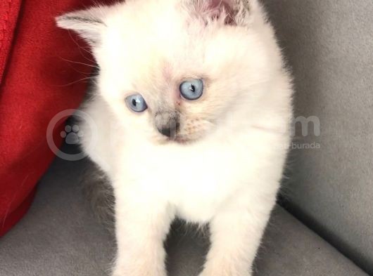 Safkan Erkek Blue Point British Shorthair Yavru görsel
