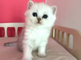 Safkan Irk Garantili Scottish Straight Shorthair Silver Shaded