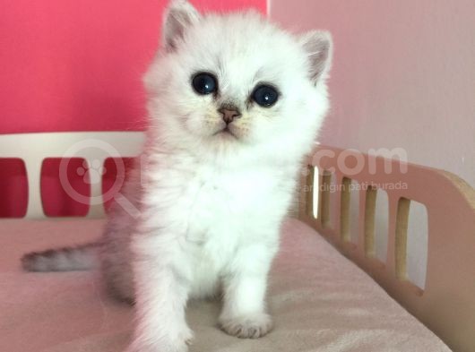 Safkan Irk Garantili Scottish Straight Shorthair Silver Shaded görsel