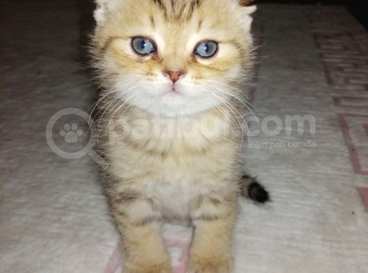Scottish Fold Erkek Yavrumu Sahiplendiriyorum görsel