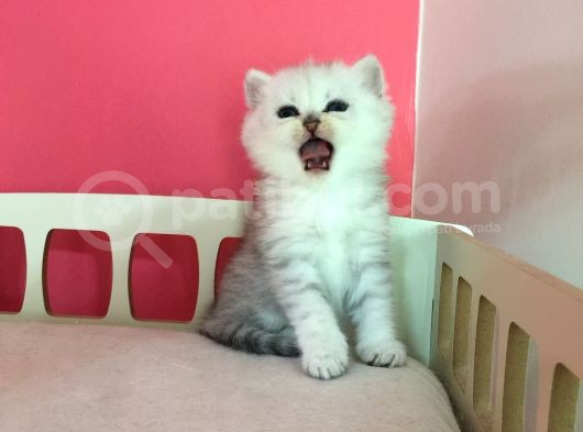 Safkan Irk Garantili Scottish Straight Shorthair Silver Shaded Erkek görsel
