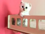 Safkan Irk Garantili Scottish Straight Shorthair Silver Shaded Erkek