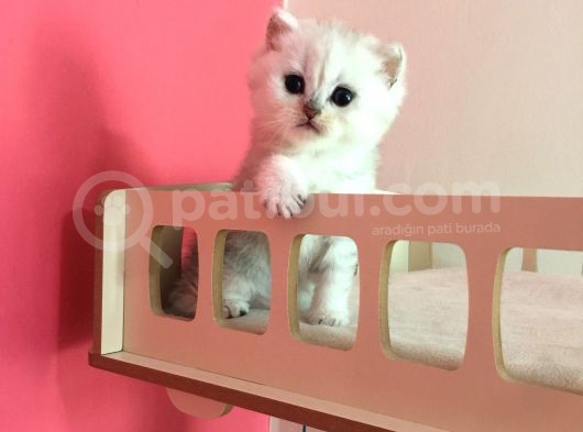 Safkan Irk Garantili Scottish Straight Shorthair Silver Shaded Erkek görsel