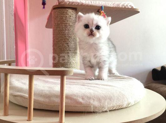 Safkan Irk Garantili Scottish Straight Shorthair Silver Shaded Erkek